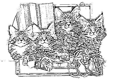 Return to Maine Coon Cat