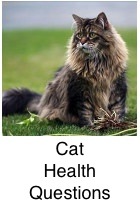 maine coon brown mackerel