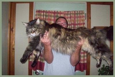 huge maine coon cat