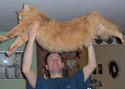 very huge maine coon cat