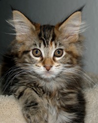 Download Black Brown Cat Names Images