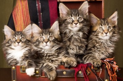 adorable maine coon kittens in