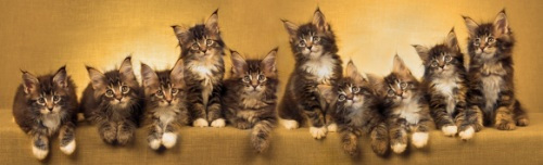 maine coon cats for sale info