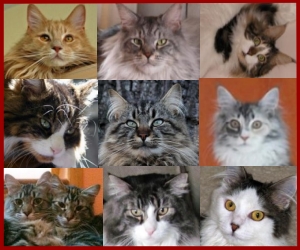big maine coon cats