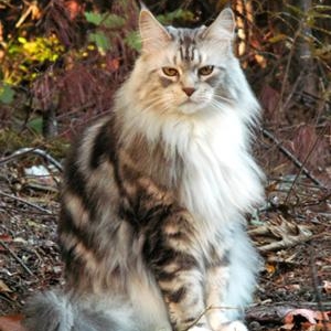 maine coon classic silver