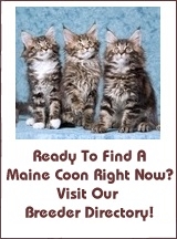 Maine Coon Cat Breeders