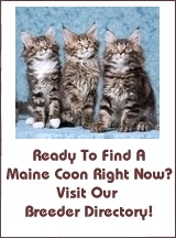 maine coon kittens for sale