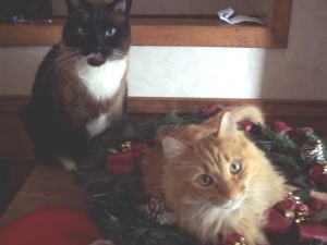 Ragdoll and Maine Coon cat