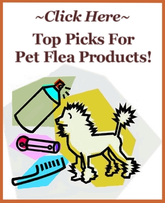 Best Vacuum For Fleas