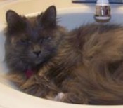 Akourah maine coon cat
