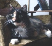 Sweet Audrey audrey the calico maine coon mix