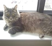 Baxter brown maine coon mix