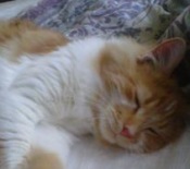 Notorius Biggy Smalls red and white maine coon mix