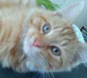 Binxy maine coon mix