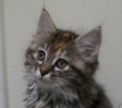 Bonnie little maine coon kitten