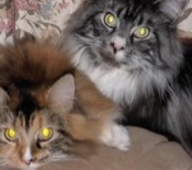 Boone & Calli two maine coon cats