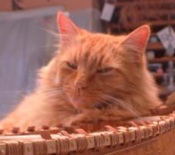 The Real Boss red maine coon cat