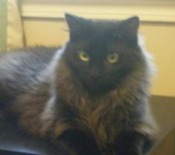 A Mystery Boy black cat