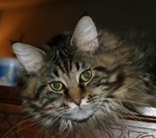 Brody brown tabby classic maine coon cat
