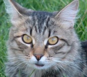 Buster maine coon tabby cat