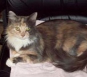 Callie young maine coon cat