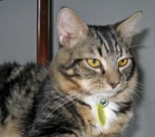 Casey tabby maine coon mix