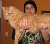 Charlie charlie the red maine coon mix