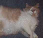 Creme creme and white maine coon mix