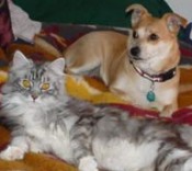 Crystal pretty silver maine coon cat