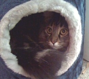 Dewey young maine coon cat kitten