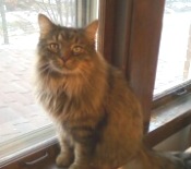 Dexter tabby maine coon mix