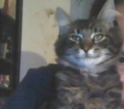 Dio dio the maine coon mix