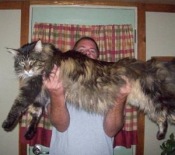 Diva Deluxe McKnight tabby maine coon cat