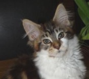 Dolly brown tabby with white maine coon