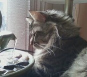 Echo sweet maine coon