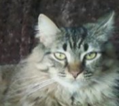 Echo girl maine coon cat