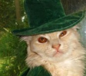 Emma Jean cameo maine coon cat