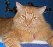 Flame red tabby maine coon mix