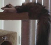 Frank frank the maine coon mix