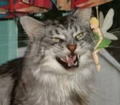 George Silverstreak silver maine coon cat