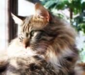 Harley classic brown and white maine coon cat