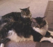 Hemi & Paisley hemi and paisley maine coon mixes