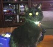 Holly black maine coon mix