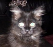 Jace black smoke maine coon kitten