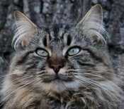 Jackson gorgeous classic maine coon cat