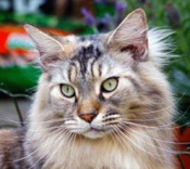 Jasper handsome maine coon cat