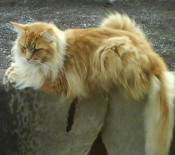Jules red maine coon cat
