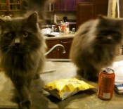 KC & Frapple two maine coon cats
