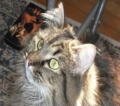 Kiki female maine coon cat