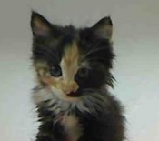 New Kitten new maine coon mix kitten